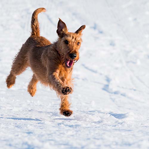 Winter Safety Tips for Pets - Inspiren-Ezone